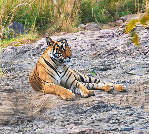 Rajasthan 6 Days Wildlife Tour