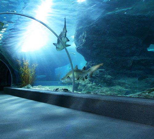 Dubai Aquarium & Underwater Zoo