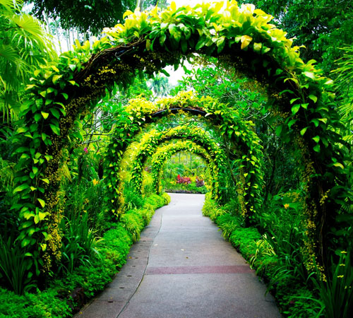 Singapore Botanical Garden